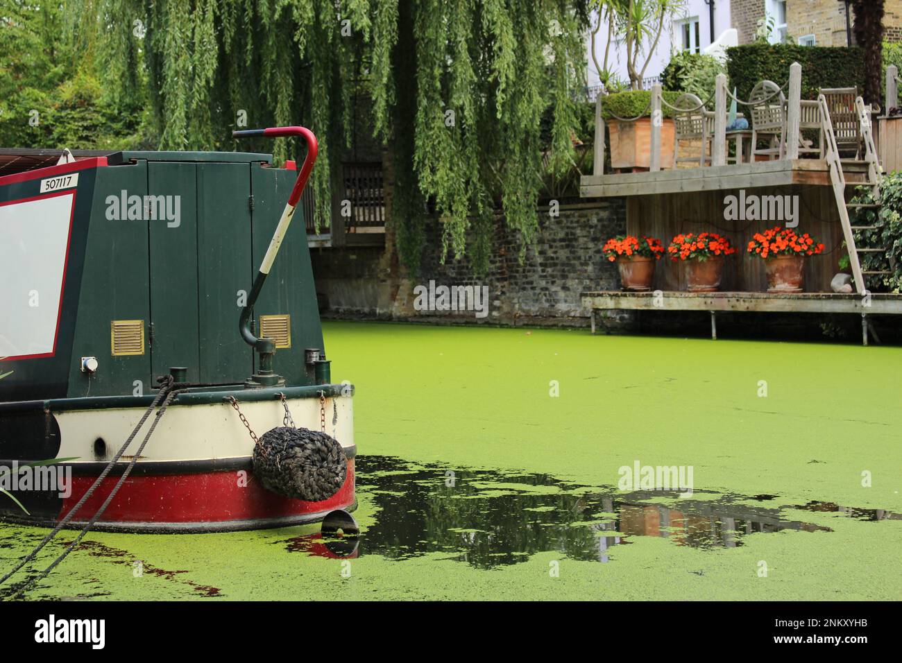 Eutrofizzazione algale fiorire sul Regents Canal. Paesaggio del canale di Camden in estate, con salice, piante in vaso, barca canale e alghe che copre l'acqua Foto Stock