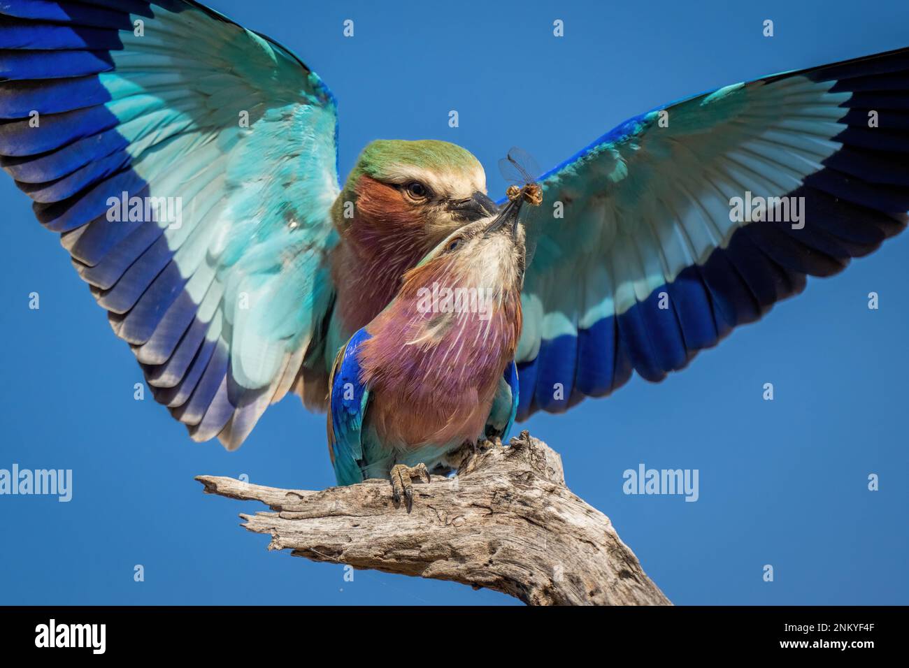 Primo piano dei rulli in lilla che si accoppiano sul ramo Foto Stock