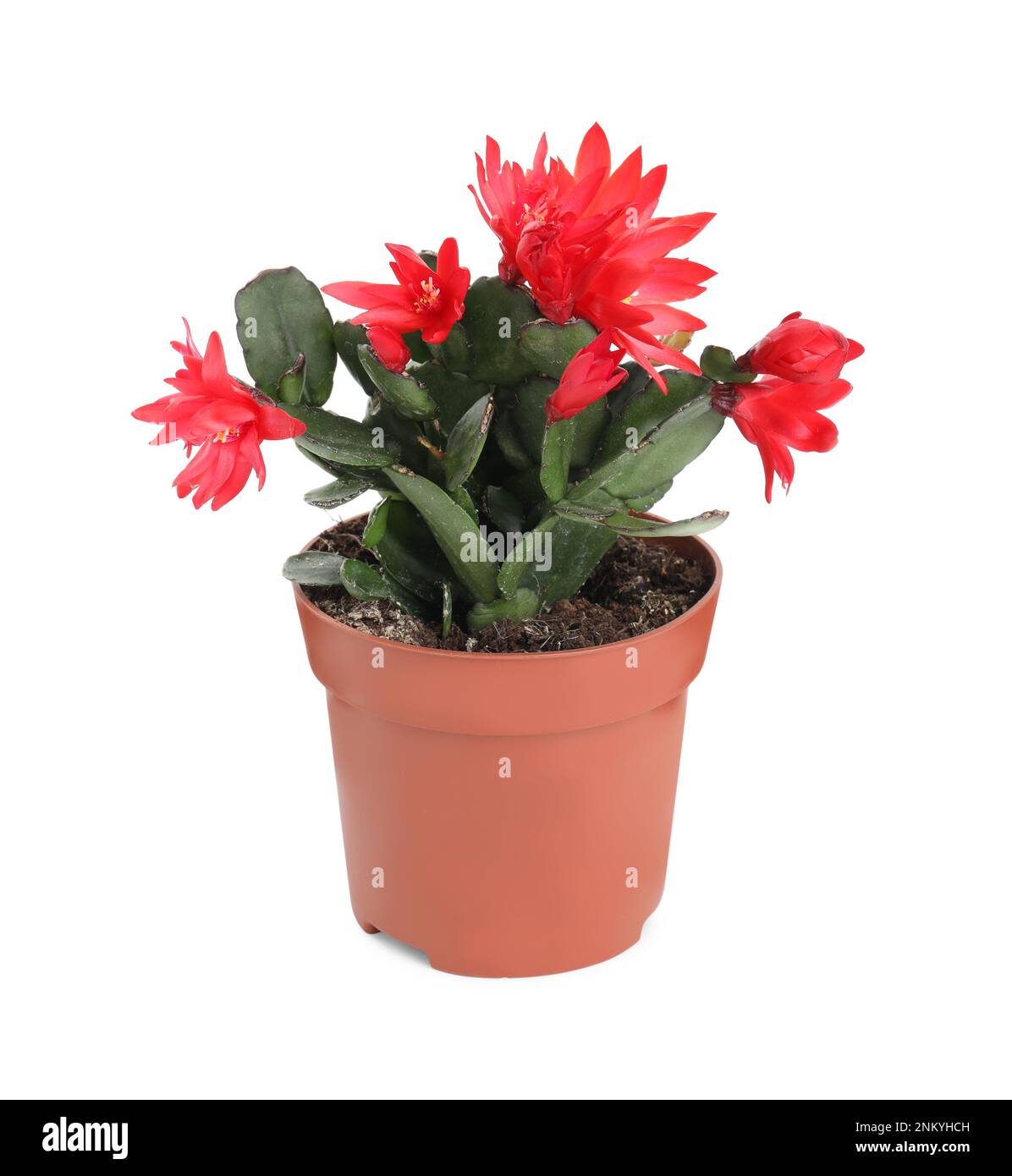 Bel rosso Schlumbergera (cactus di Natale o del Ringraziamento) isolato su bianco Foto Stock