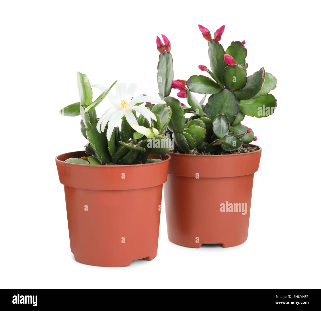 Bella fioritura Schlumbergeras (Natale o Thanksgiving cactus) su sfondo bianco Foto Stock