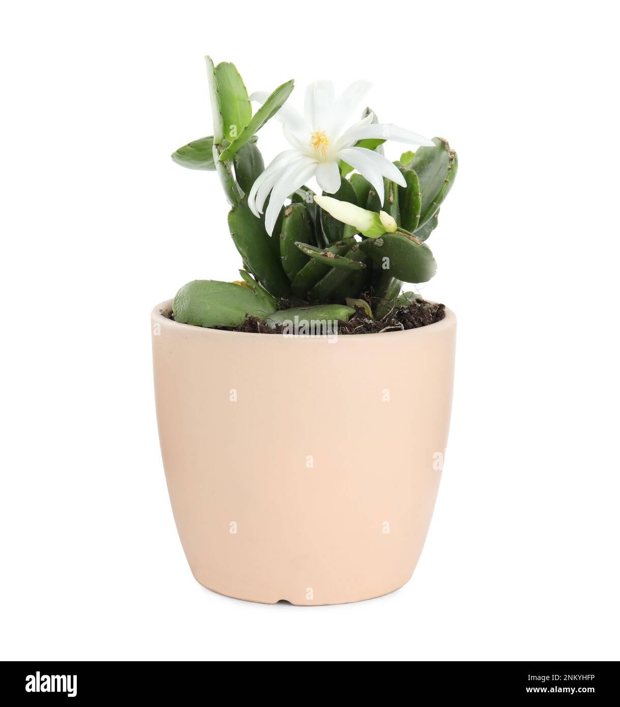 Bella fioritura Schlumbergera (cactus di Natale o del Ringraziamento) isolato su bianco Foto Stock