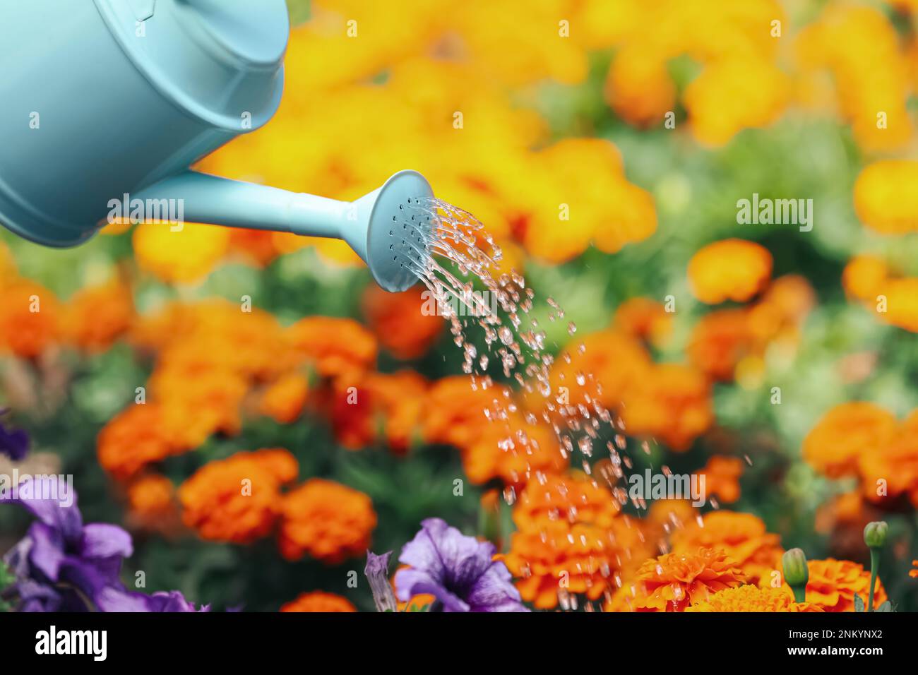 Annaffiatura bella base di fiori con lattina all'aperto Foto Stock