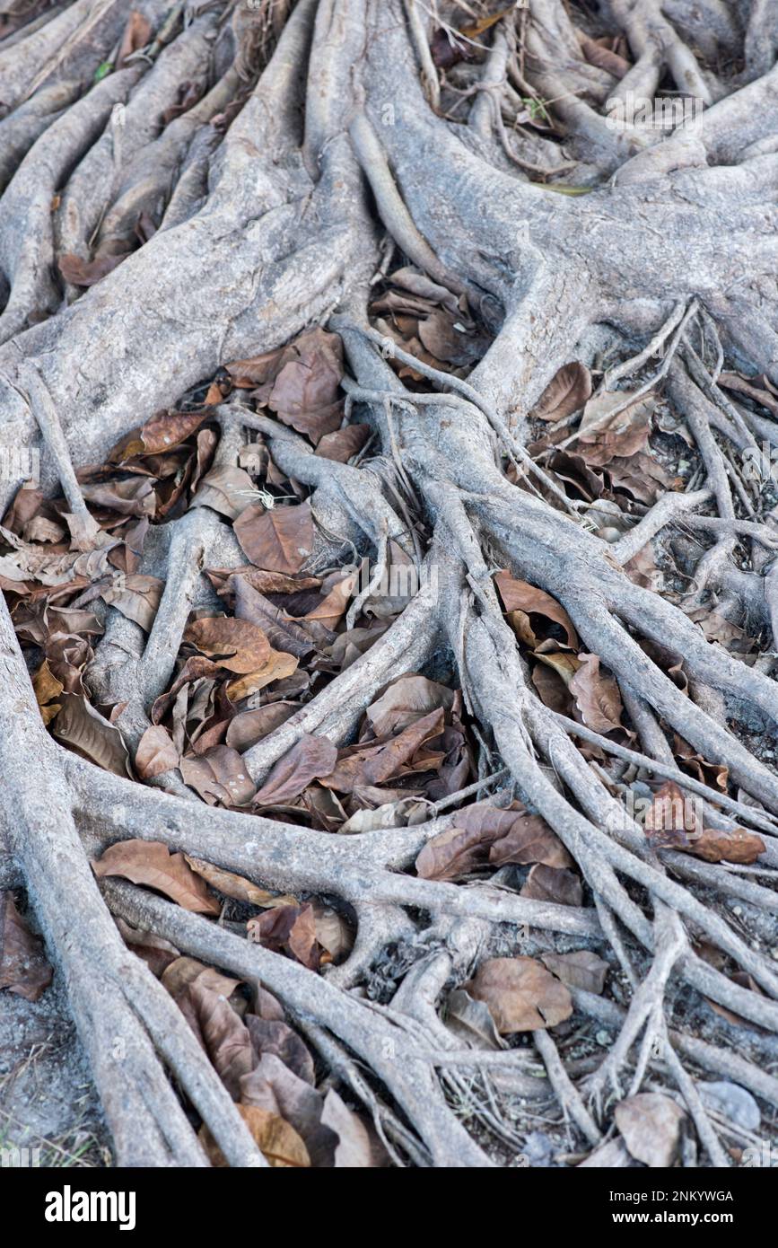 Foto verticale delle radici di un albero alto e maestoso saldamente radicato nel terreno e un letto di foglie secche intorno nella foresta messicana Foto Stock