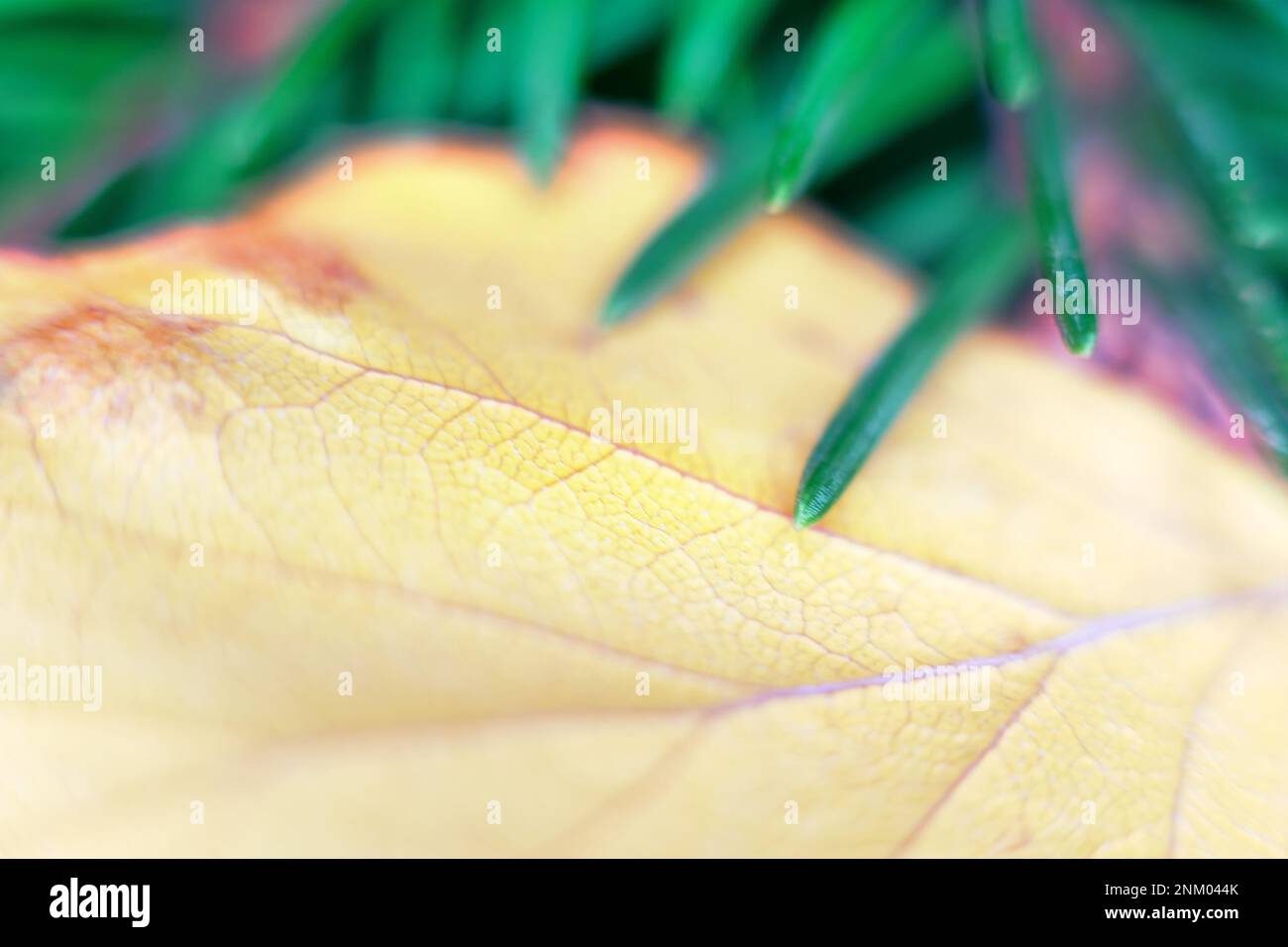 Aghi in foglia di aspen giallo e abete rosso verde. - Sbiadendo e eternamente verde, concetto di gioventù eterna. Macro per primi piani estremi Foto Stock