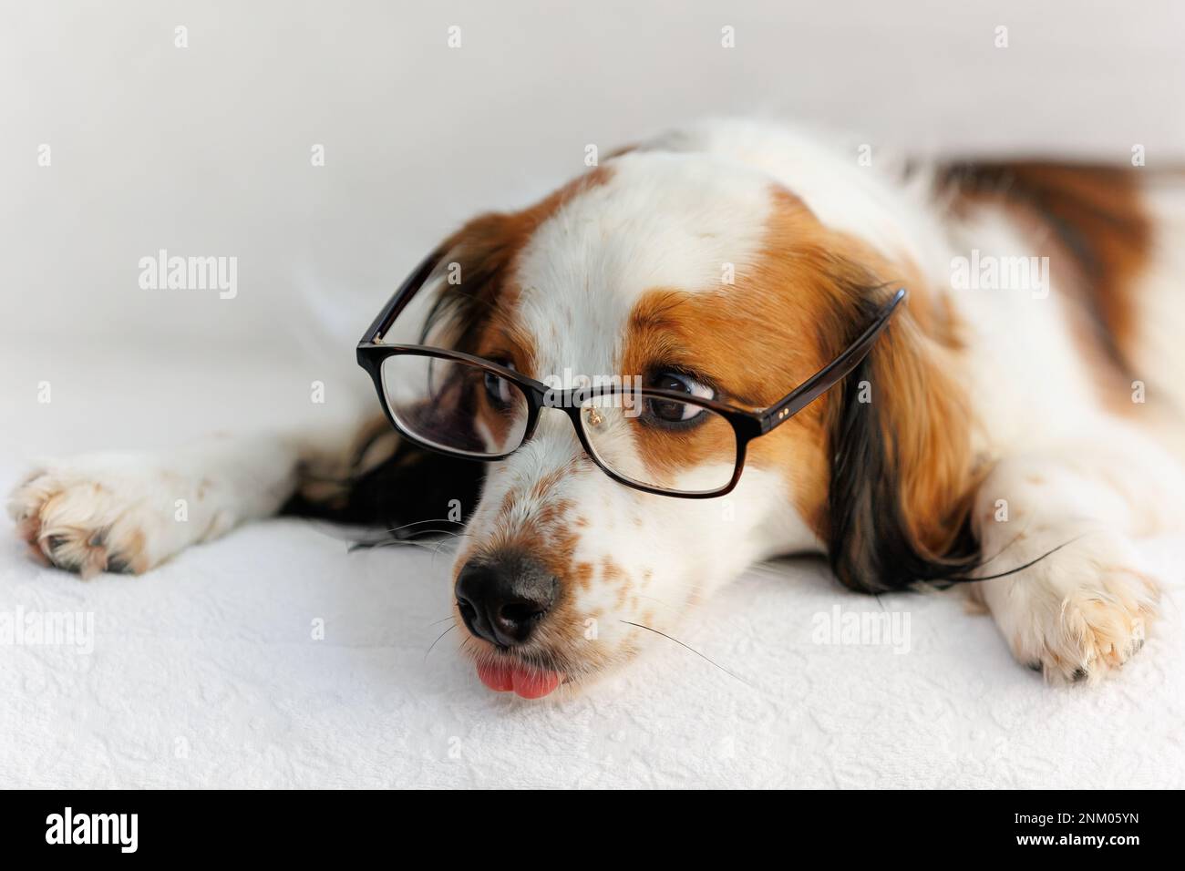Cane con occhiali. Piccolo spaniel Kooikerhondje rilassarsi sul divano con la lingua che si stacca. Foto Stock
