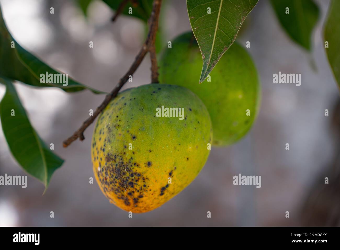 Verde crudo gruppo di mango. Il mango acido organico contiene molto di vitamina C. Foto Stock