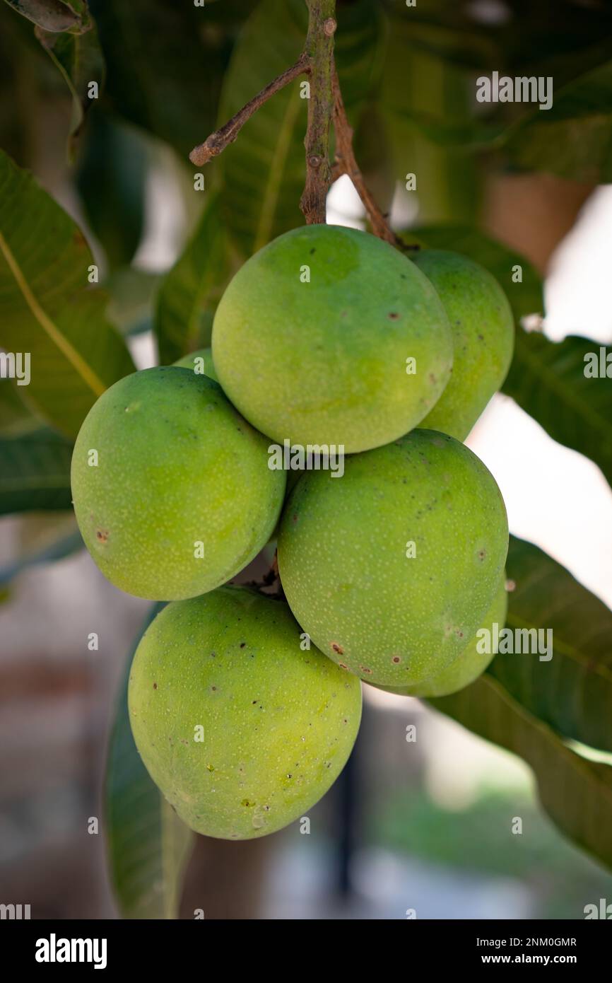 Verde crudo gruppo di mango. Il mango acido organico contiene molto di vitamina C. Foto Stock