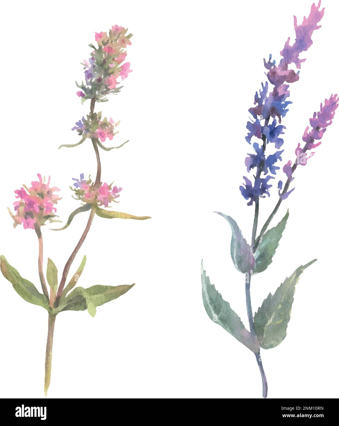 Acquerello ramo con fiori di salvia e timo. illustrazione di pittura disegnata a mano isolata su uno sfondo bianco Illustrazione Vettoriale