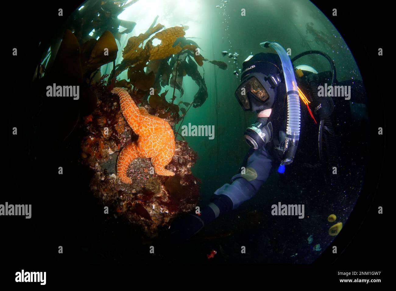 Il biologo NOAA esamina una stella ocra sull'isola di Tatoosh nell'Olympic Coast National Marine Sanctuary ca. 5 agosto 2017 Foto Stock