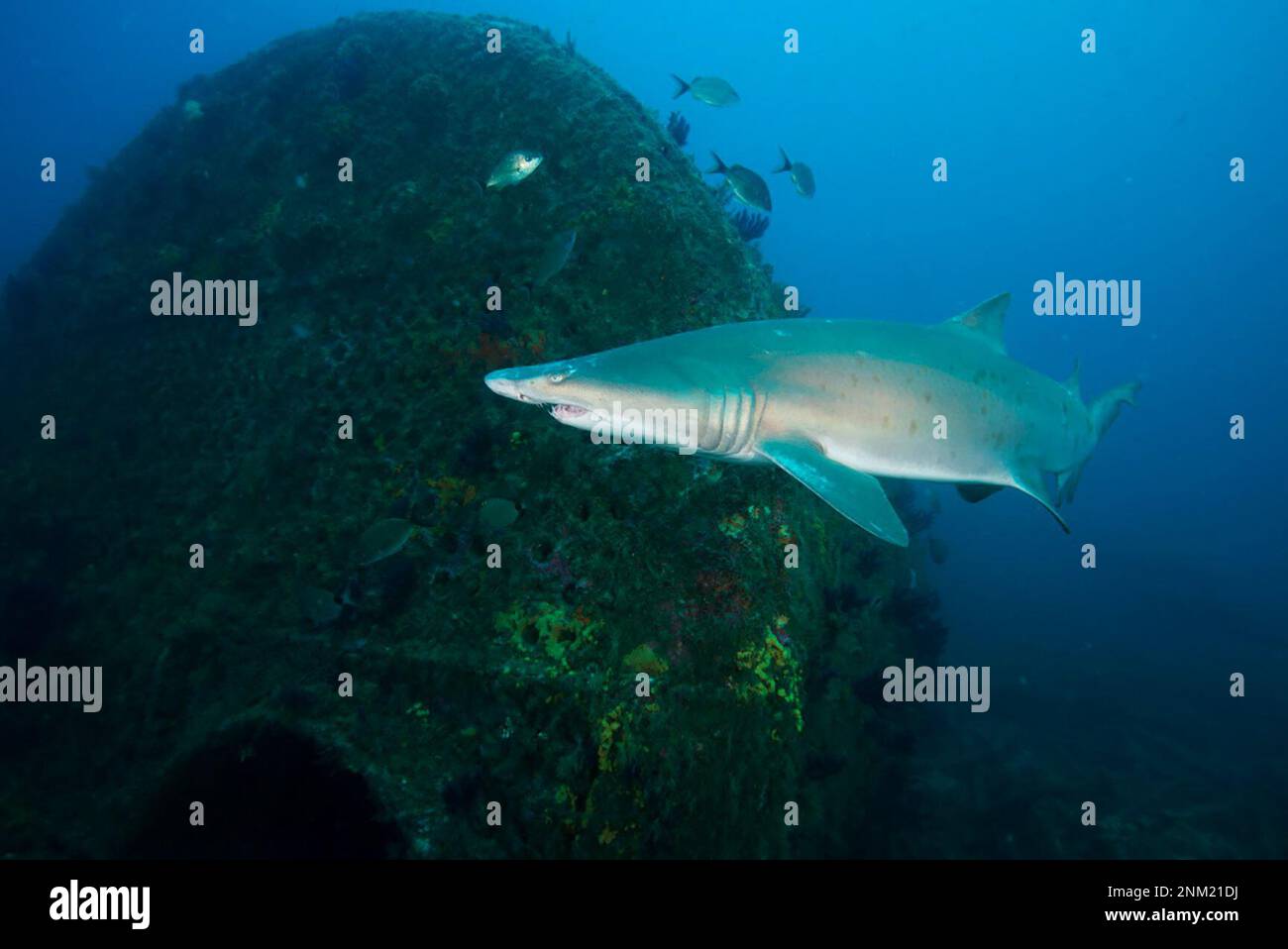 Monitor National Marine Sanctuary - Uno squalo tigre di sabbia (Carcharias taurus) nuota intorno al relitto di Caribsea, un pescatore del 1919 affondato da una U-boat tedesca durante la seconda guerra mondiale ca. 31 ottobre 2016 Foto Stock