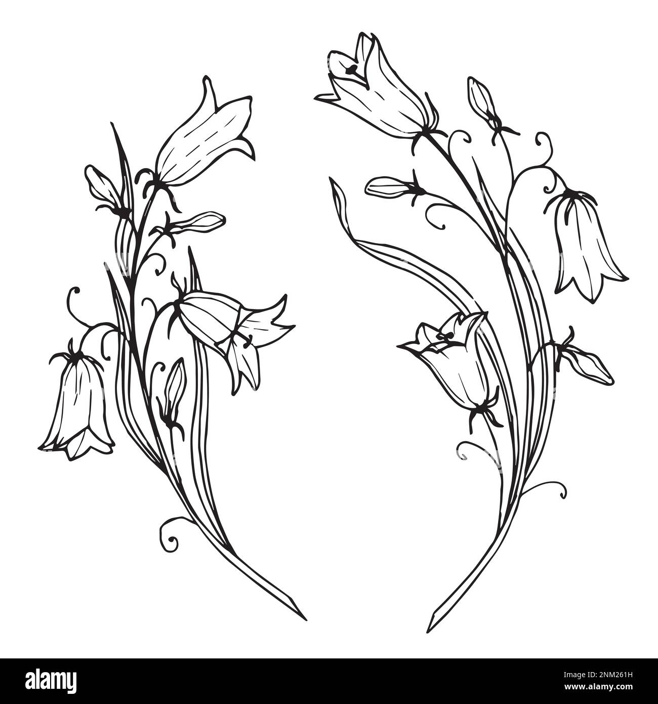 Disegno vettoriale Bellflower. Illustrazione disegnata a mano di Bluebell Flower in stile contorno su sfondo isolato. Disegno floreale in bianco in nero. Incisione per inviti di nozze. Illustrazione Vettoriale