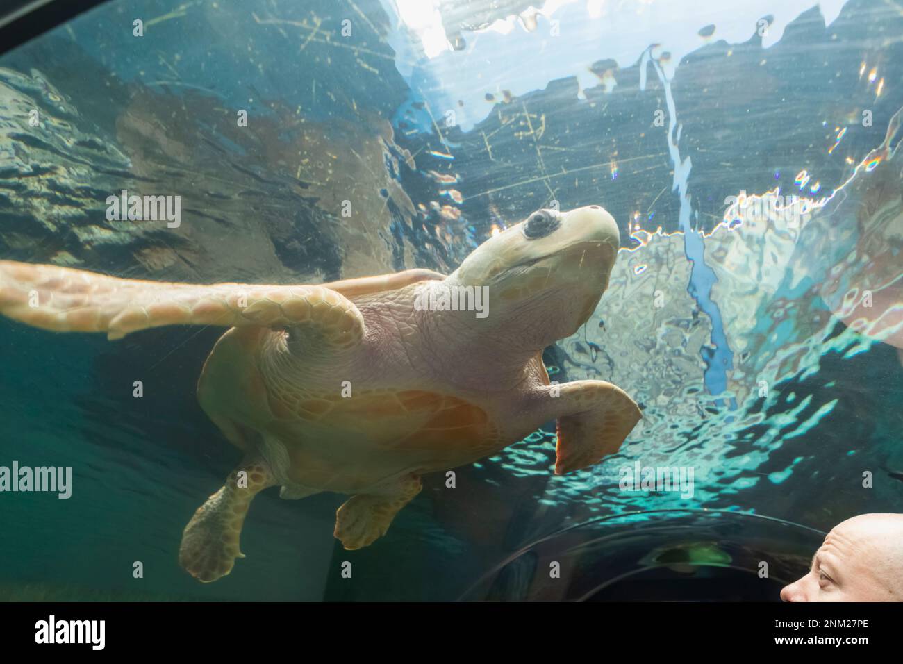 Inghilterra, Dorset, Bournemouth, Bournemouth Oceanarium, tunnel sottomarino, Tartaruga nuoto Foto Stock