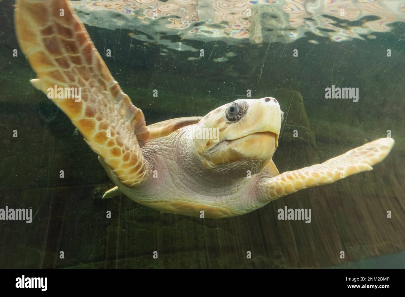 Inghilterra, Dorset, Bournemouth, Bournemouth Oceanarium, tunnel sottomarino, Tartaruga nuoto Foto Stock