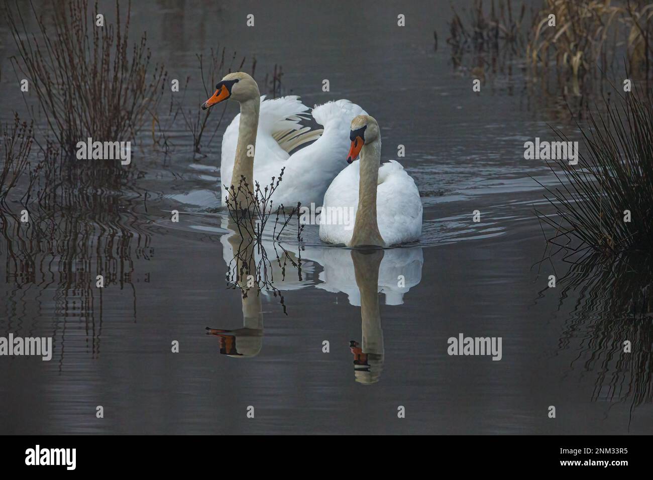 Mute Swans nelle paludi del fiume Werra Foto Stock