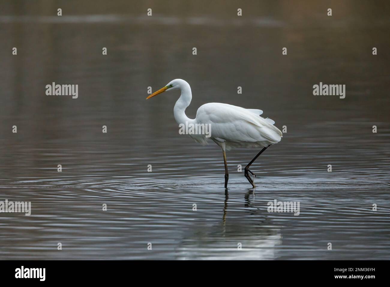 Grande grata bianca nella nebbia e le paludi del fiume Werra Foto Stock