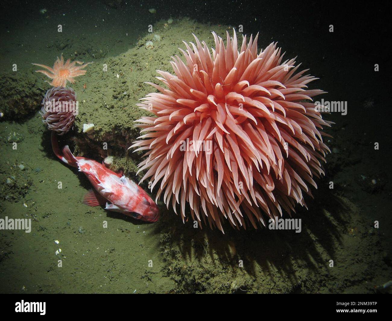 L'anemone del pom rosa e il pesce pescante del blackgill sono stati avvistati nelle profondità del più grande Farallones National Marine Sanctuary ca. 11 ottobre 2012 Foto Stock