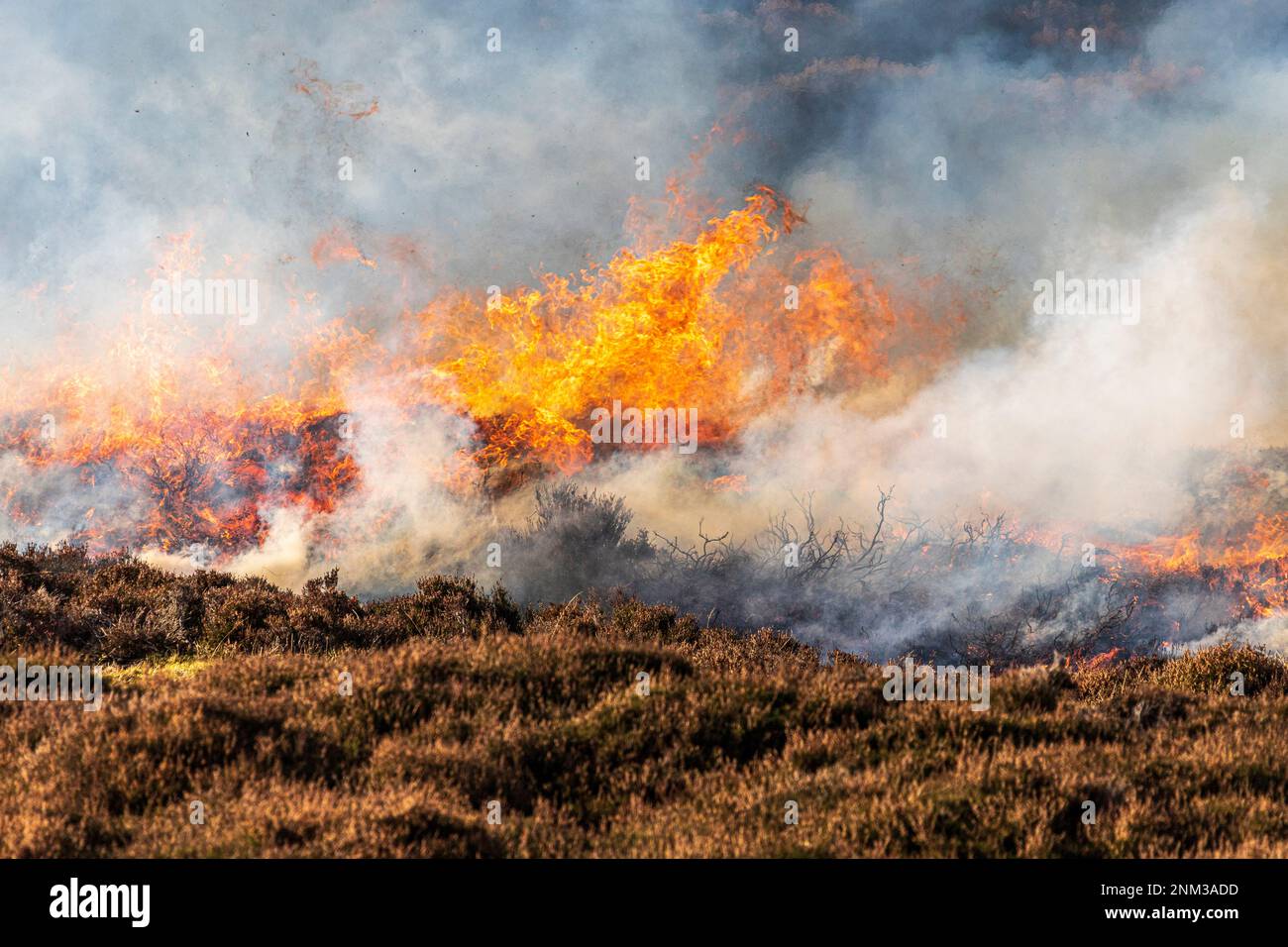 La combustione controllata di brughiera di erica (altalene o muirburn) sulle pendici di Sgor Mor a sud di Braemar, Aberdeenshire, Scozia UK Foto Stock