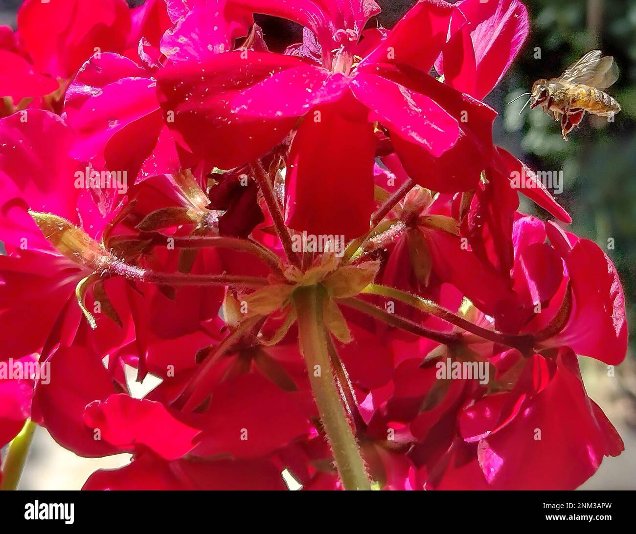 un'ape vola intorno ad un fiore Foto Stock