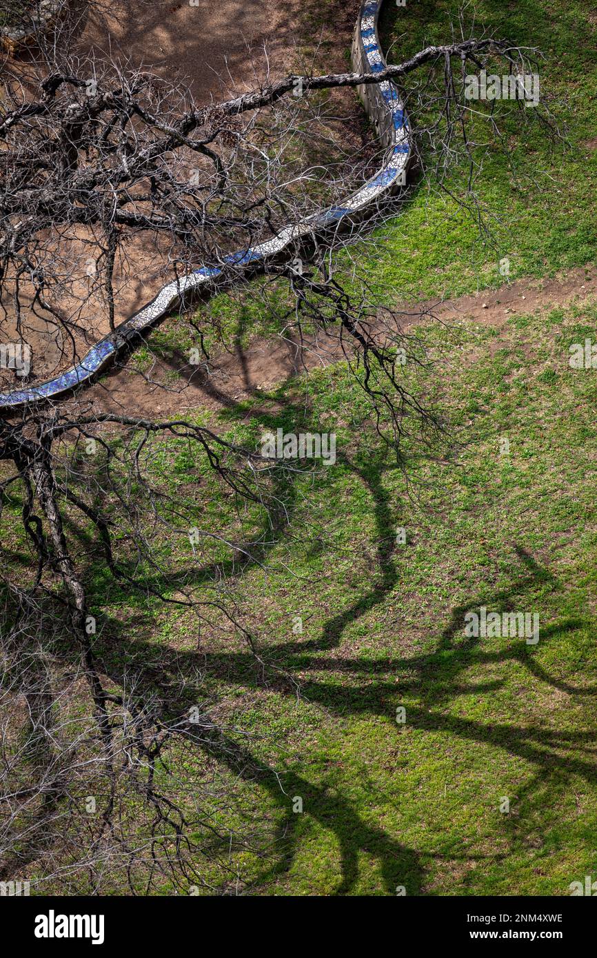 Vista dall'alto di Live Oak Tree lungo il sentiero del fiume sul lago Ladybird, Austin, Texas. Foto Stock
