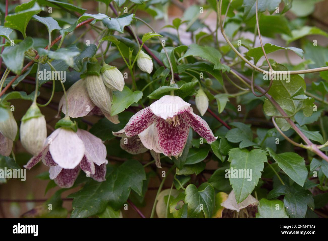 Fiori invernali puntellati bianchi e rossi e fogliame di Clematis cirrosi 'Freckles' nel giardino cottage britannico dicembre Foto Stock