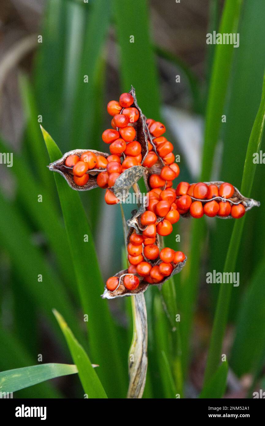 Bacche invernali arancioni di Iris foetidsima, noto anche come iride puzzolente o pianta di manzo arrosto nel giardino cottage del Regno Unito dicembre Foto Stock