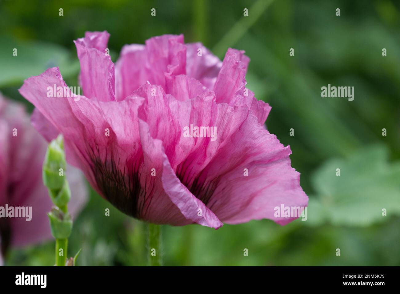 Fiore estivo di porpora / rosa Papaver orientale, papavero orientale 'Patty's Plum' UK giardino cottage giugno Foto Stock