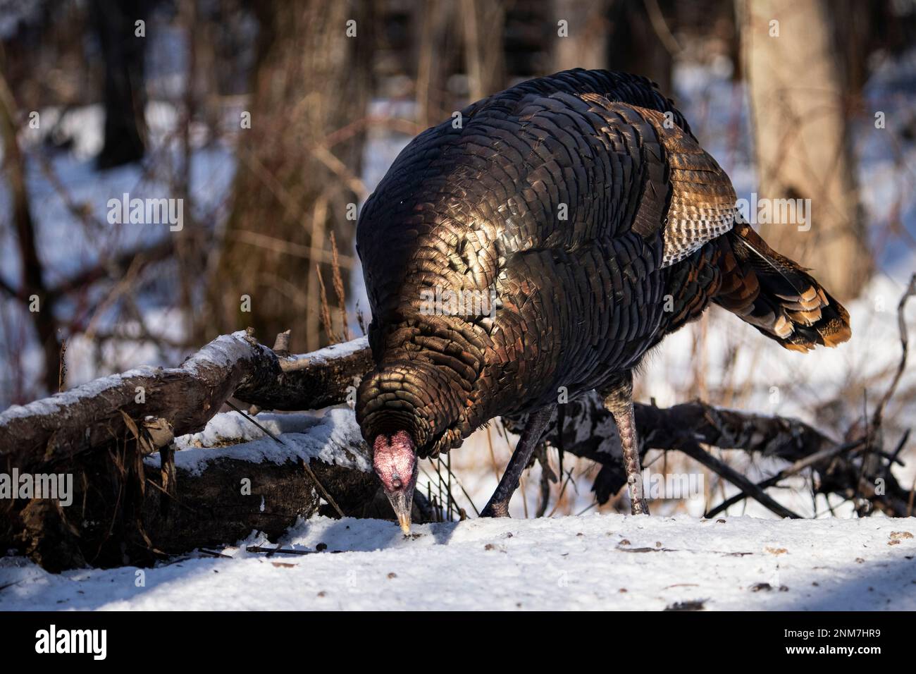 tacchino selvatico nutrirsi a terra in un parco cittadino in Canada. Foto Stock