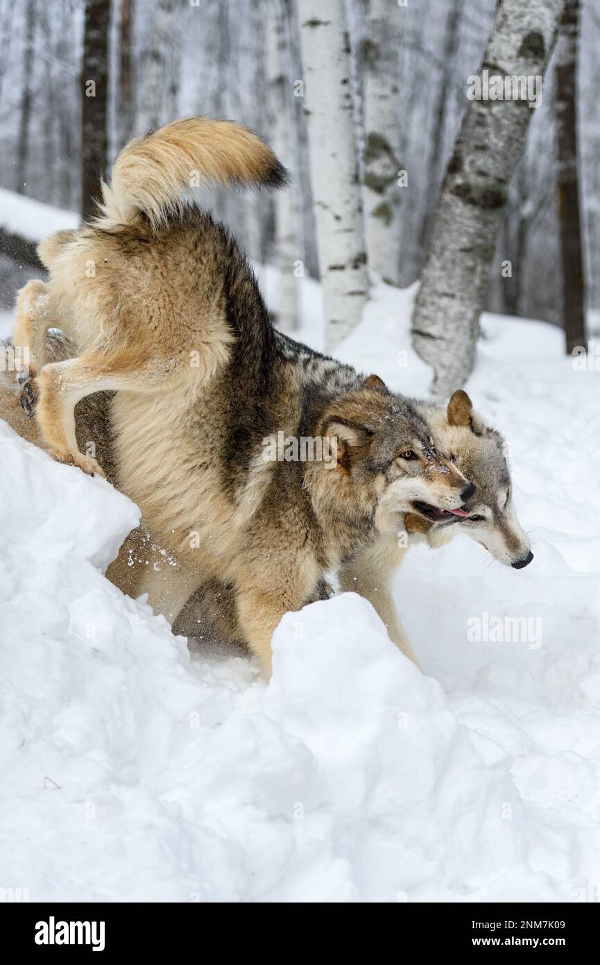 Lupi (Canis lupus) abbattere Snowbank insieme Inverno - Animali prigionieri Foto Stock