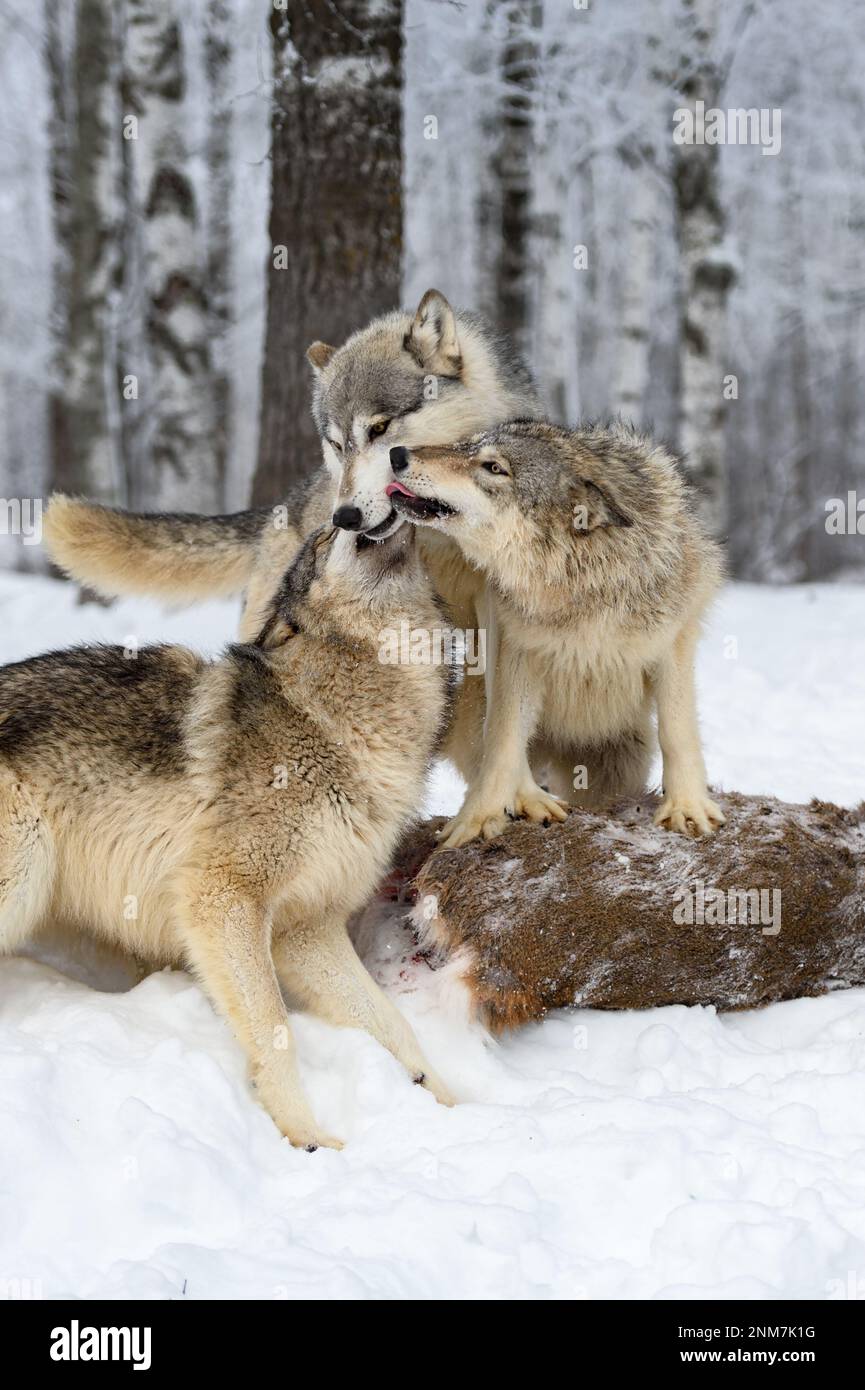 Lupi giovani (Canis lupus) Stand on Deer Body and Beg from Adult Winter - Captive Animals Foto Stock