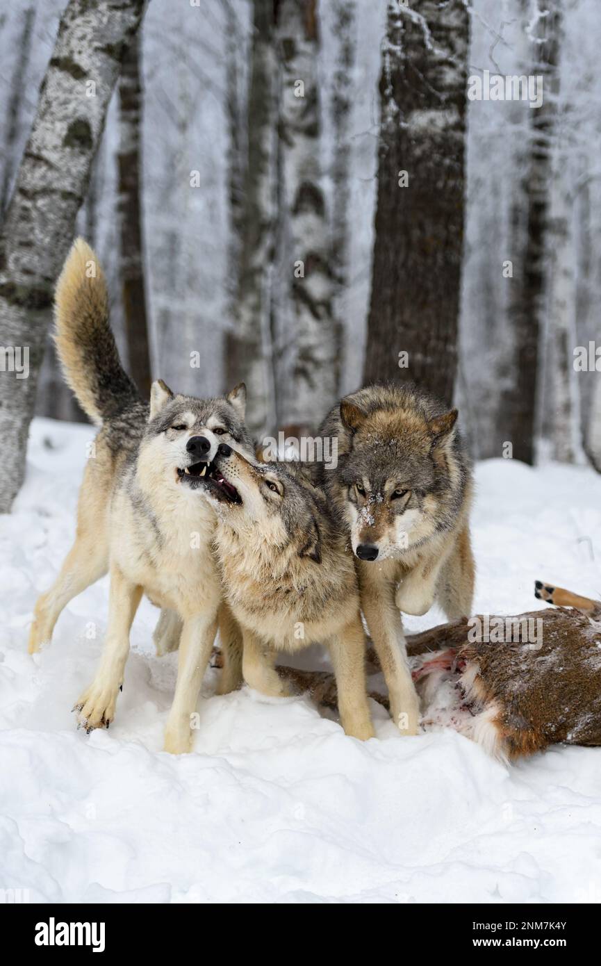 Lupi (Canis lupus) Rub Faces at Body of White-Tail Deer Winter - Animali prigionieri Foto Stock