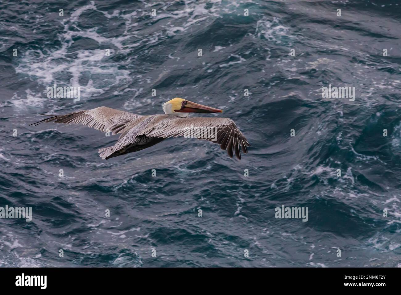 Brown Pelican, Pelecanus occidentalis, in volo sopra l'Oceano Pacifico alla Point Lobos state Natural Reserve, California, USA Foto Stock