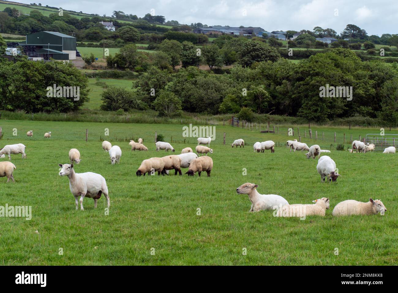 Pecora cute su un campo del coltivatore verde. Pecora su pascolo libero. Allevamento di bestiame, produzione ecologica. Gregge di pecora su campo di erba verde Foto Stock