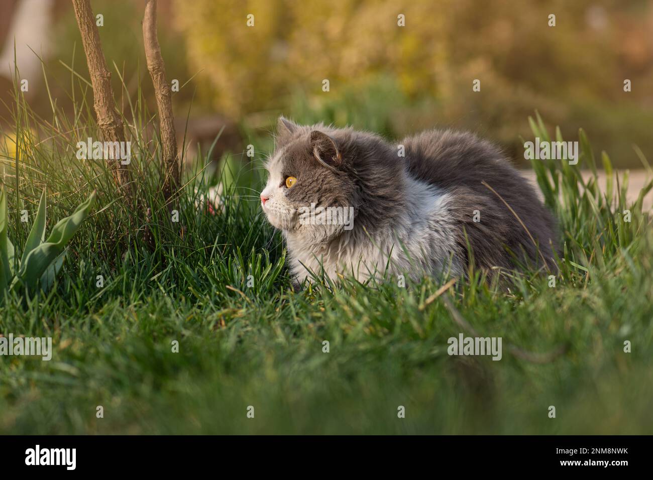 Gatto giardino amichevole comprese le piante da giardino non velenose sicuro Foto Stock