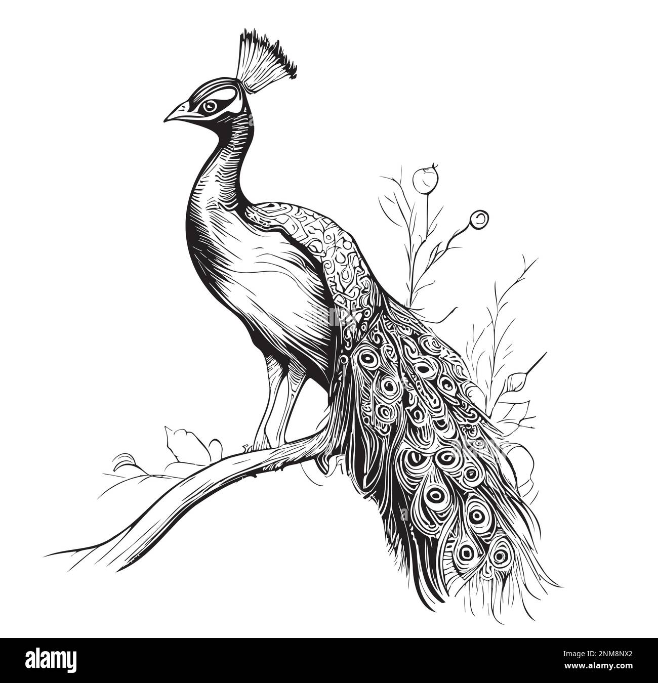 Uccelli di pavone disegnati a mano schizzo Vector illustrazione uccelli belli Illustrazione Vettoriale