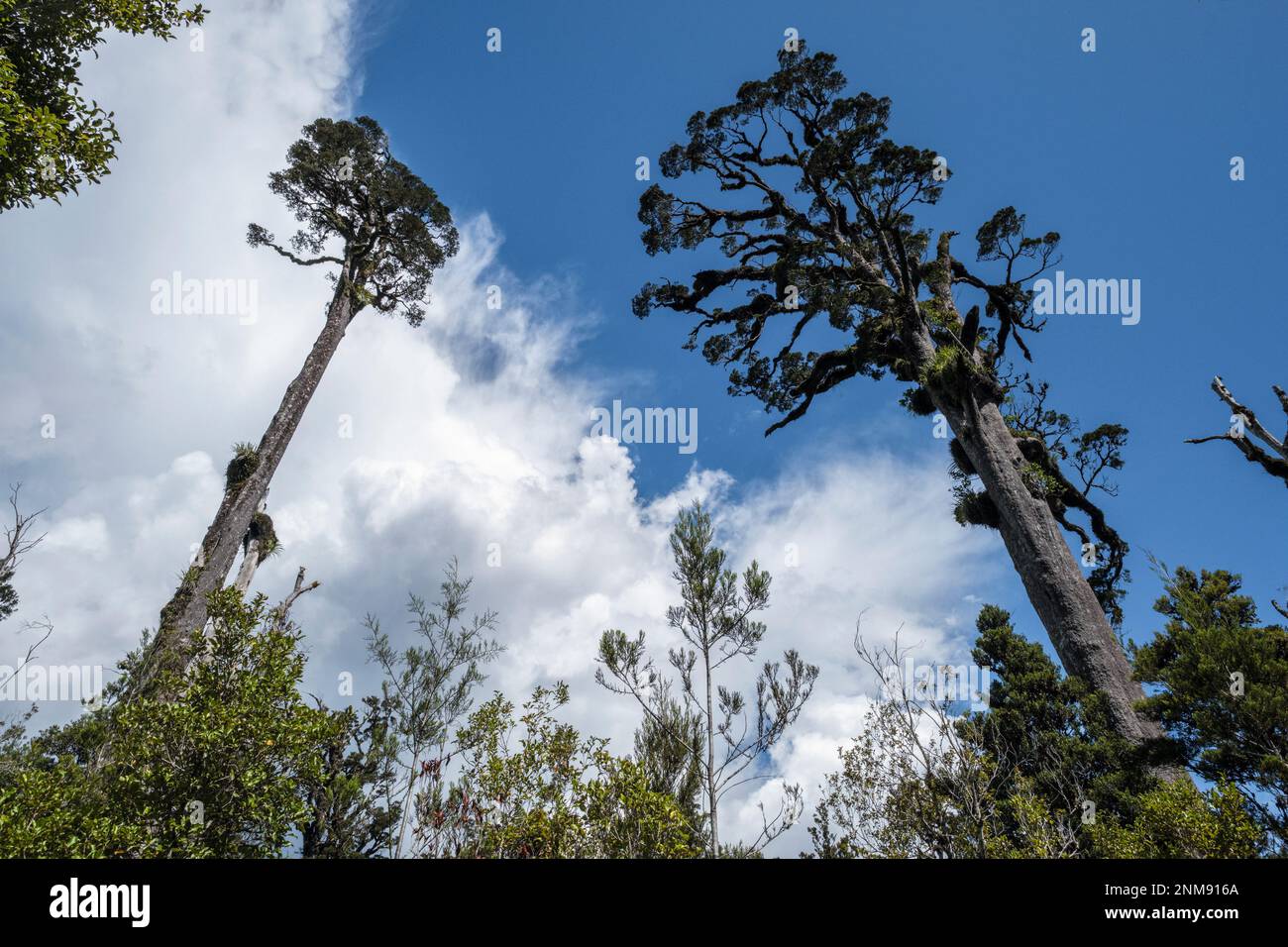 Alberi di Kahikatea (pino bianco) che crescono accanto alla passeggiata nella foresta delle paludi di Kahikatea, Ship Creek, vicino a Haast, South Island, Nuova Zelanda Foto Stock