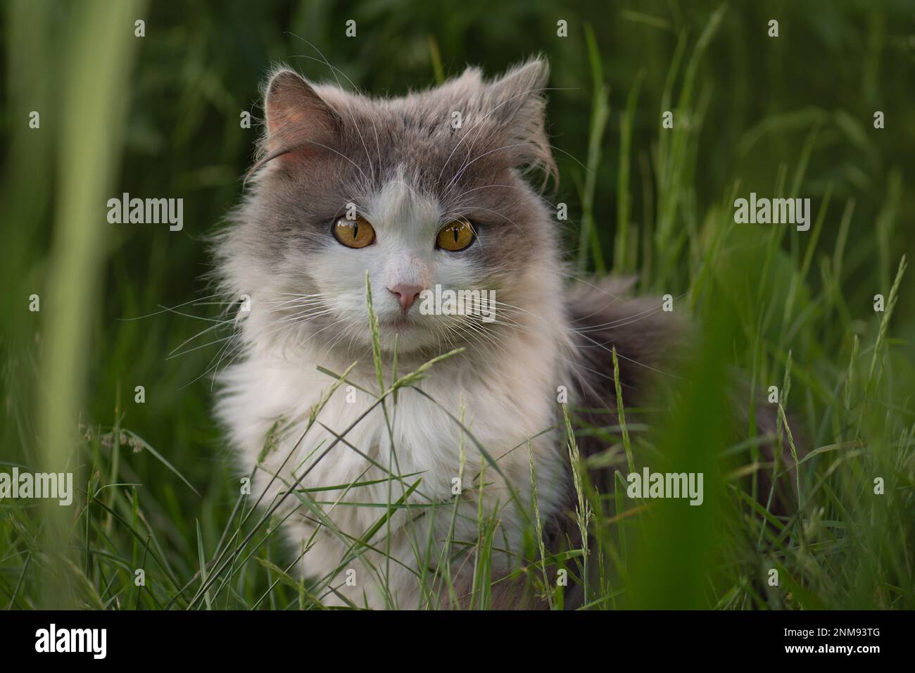 Piante per crescere per gatti. Ambiente giardino sicuro per i gatti a giocare e camminare. Foto Stock