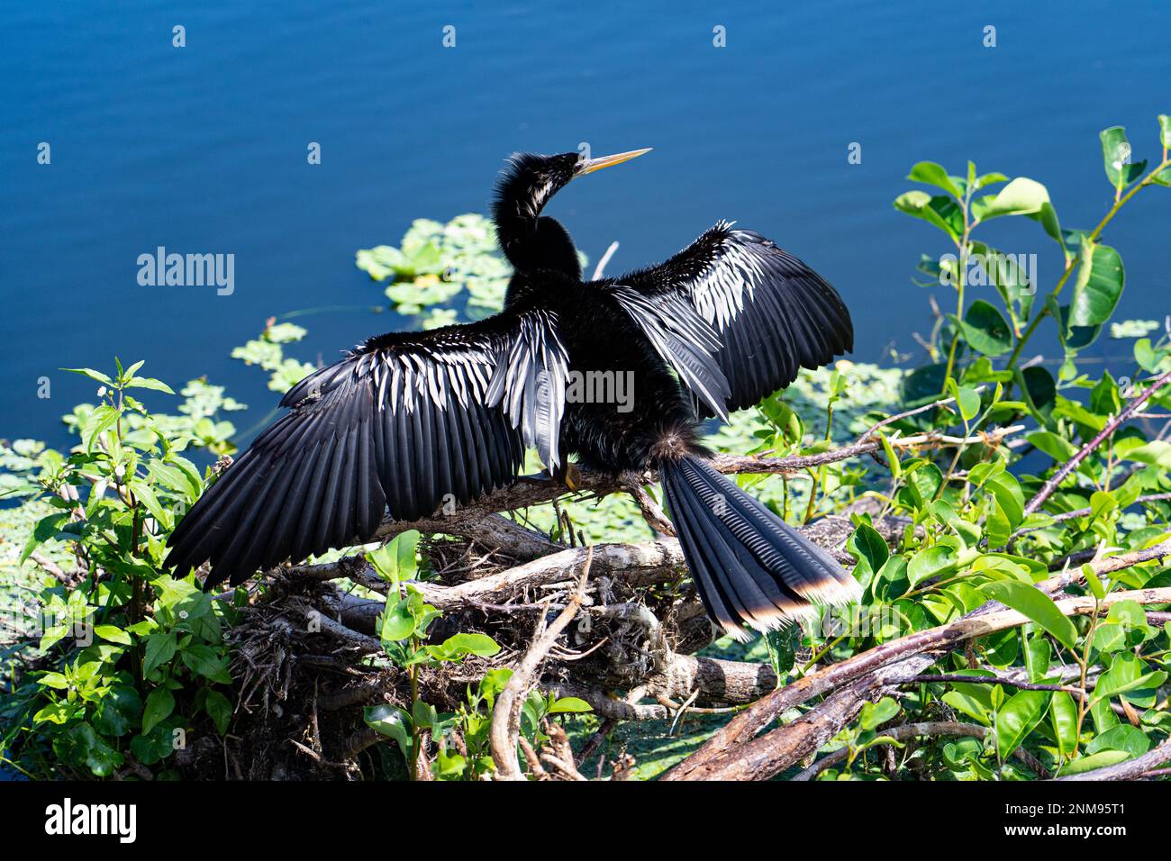 Anhinga bird Foto Stock