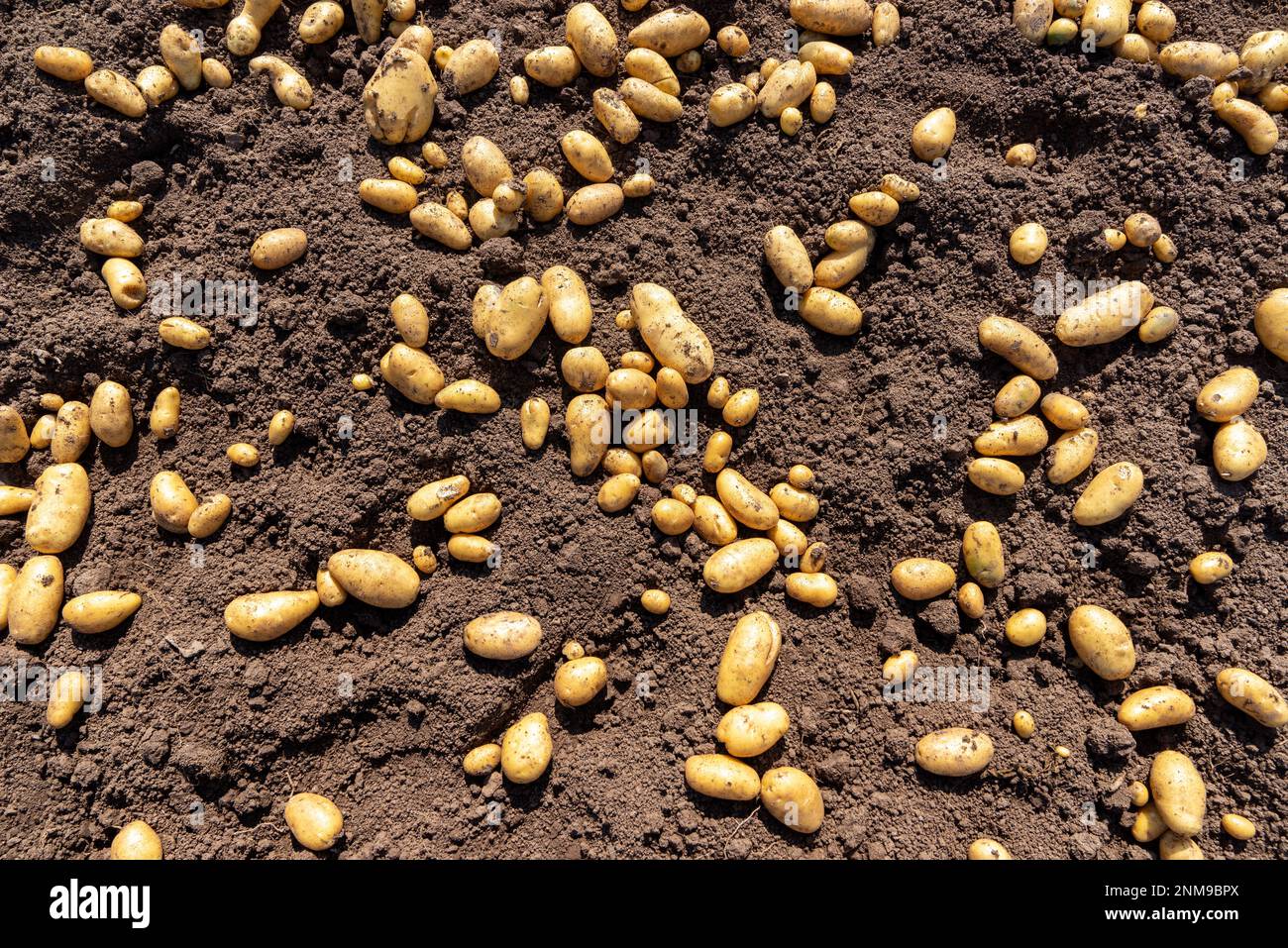 Le patate appena raccolte giacciono sul terreno marrone Foto Stock