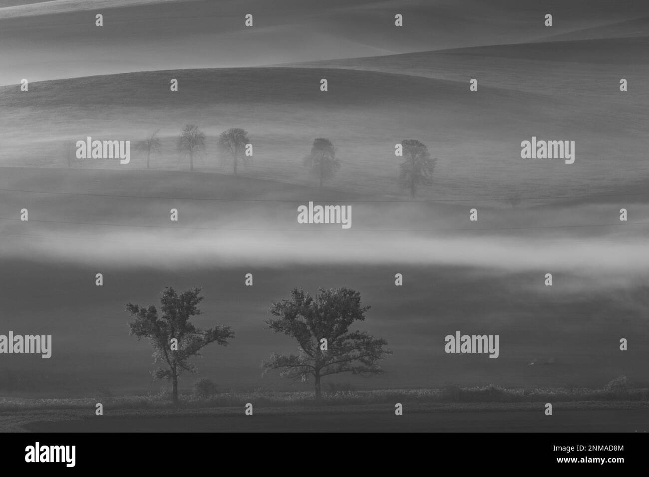 Splendidi campi moravi con viali di alberi avvolti nella nebbia mattutina. repubblica Ceca Foto Stock