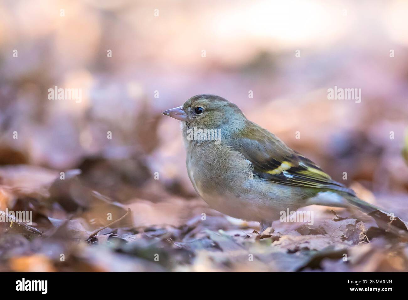 Primo piano di una femmina di fringuello, Fringilla coelebs, arroccato in una struttura ad albero Foto Stock