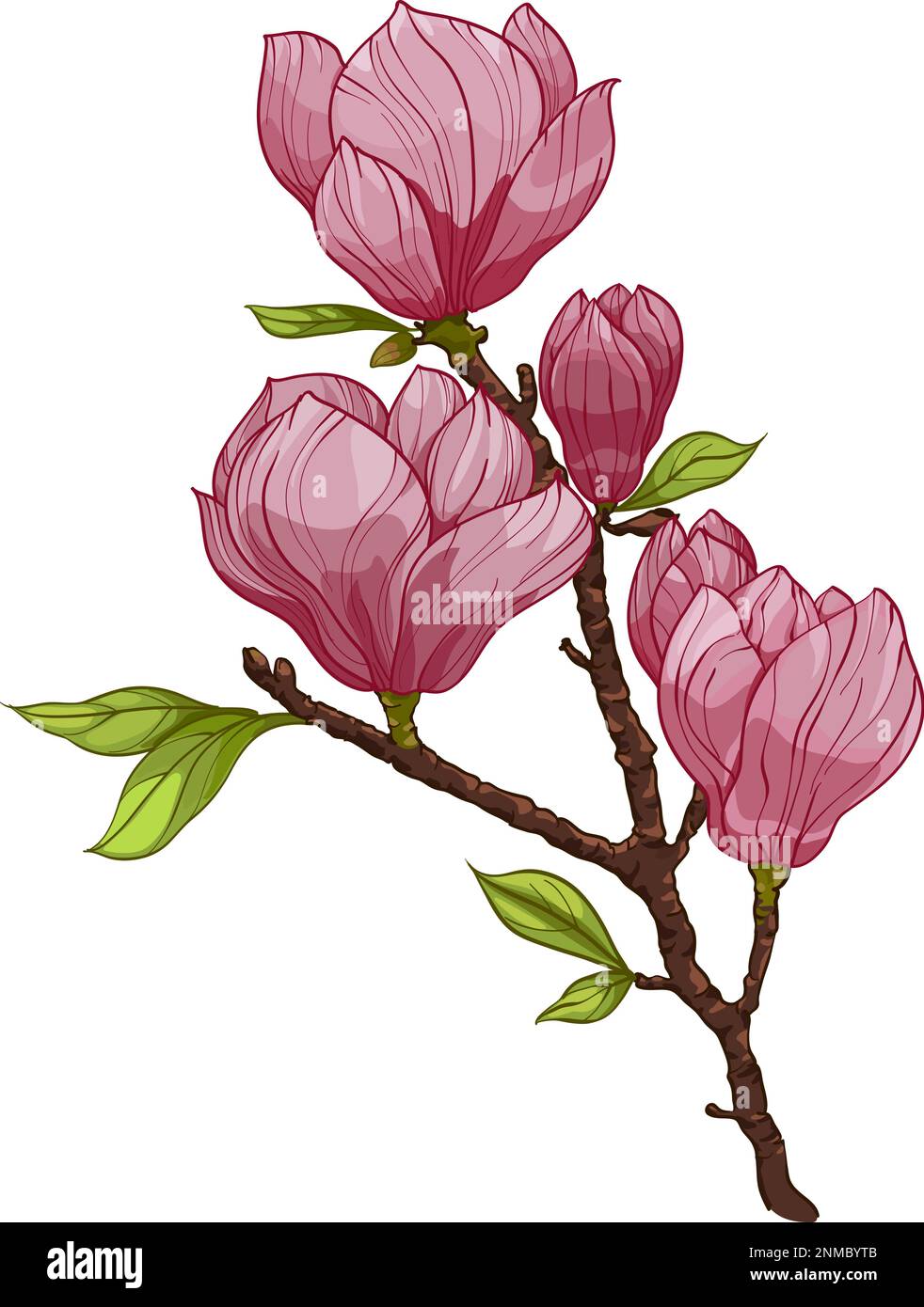 Bouquet di fiori di magnolia, illustrazioni. Composizione con fiori. Bouquet floreale. ramo con fiore rosa e foglie Illustrazione Vettoriale