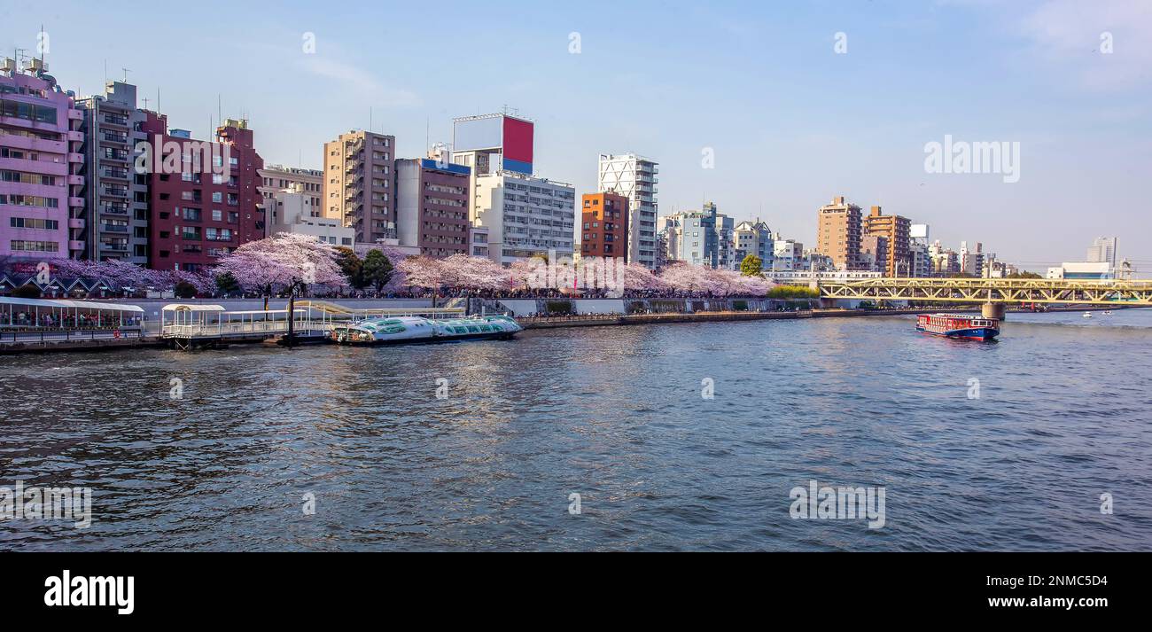 Sumida Park e Asakusa. Il 31 marzo è la fioritura dei ciliegi a Tokyo. Persone in coda per un giro su una barca da diporto. Le barche sono basse ma con molta finestra Foto Stock