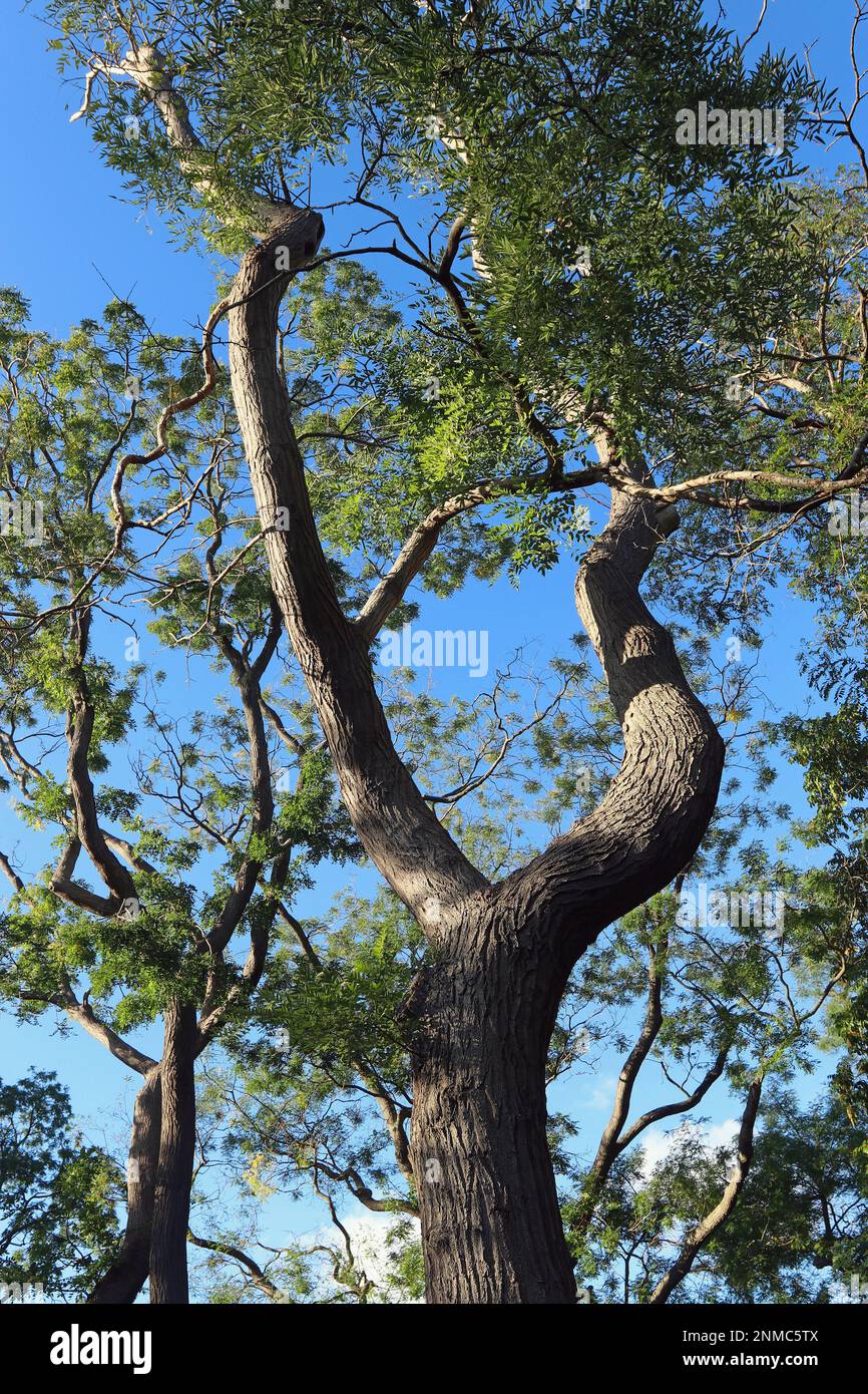 Rami di un alto, vecchio albero di pagoda giapponese (Styphnolobium Janponicum 'variegata') si estendono in alto in un cielo blu in Kew Gardens, Inghilterra, nel mese di ottobre Foto Stock