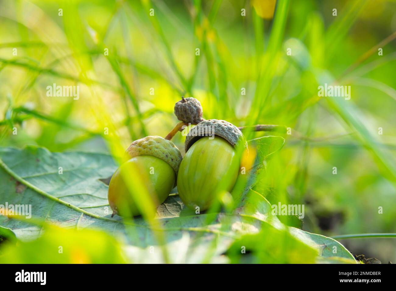 Due ghiande giacciono su una foglia di quercia Foto Stock