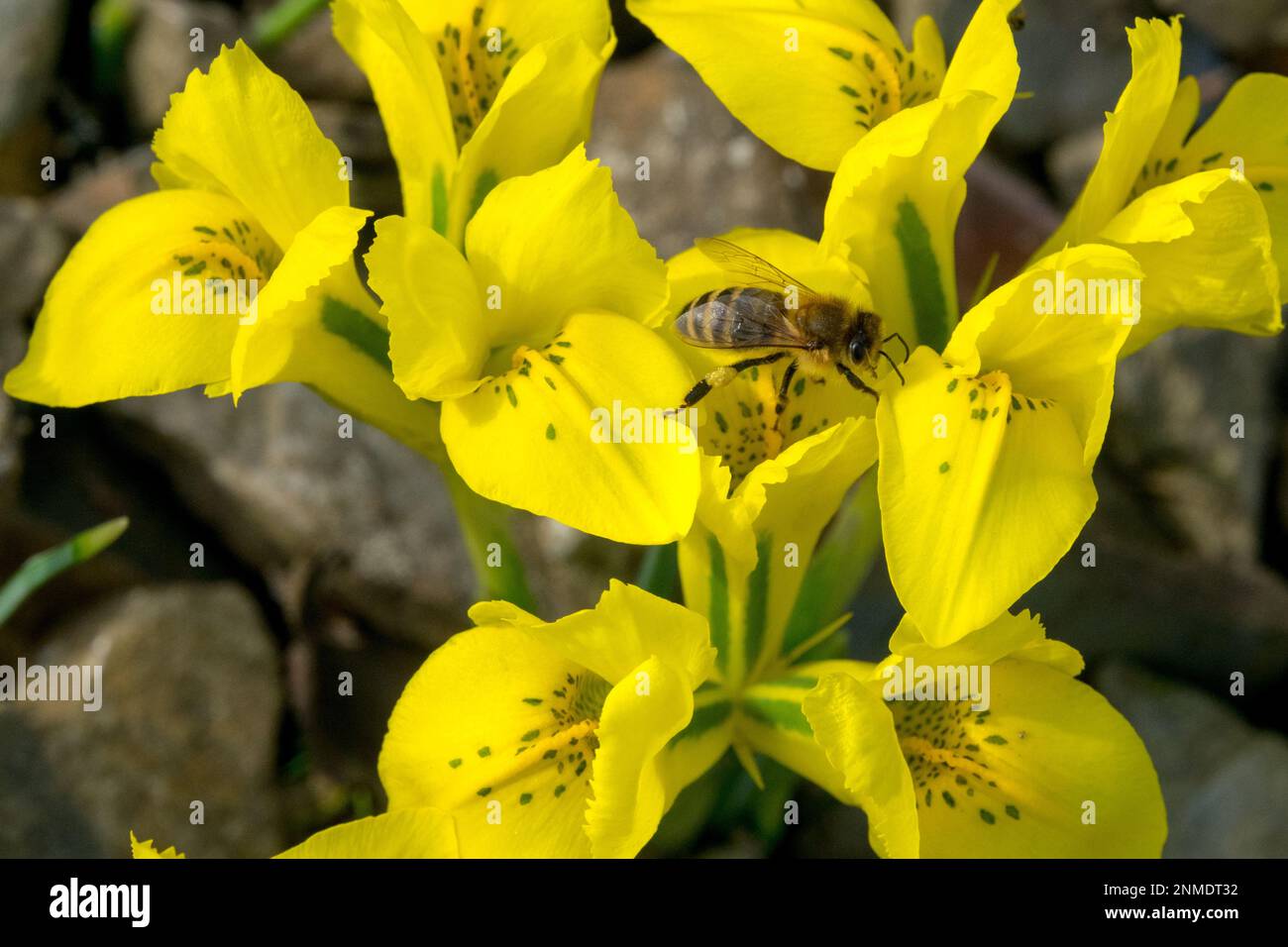 Danford Iris Bee Iris danfordiae piante alpine pietra rocciosa Foto Stock