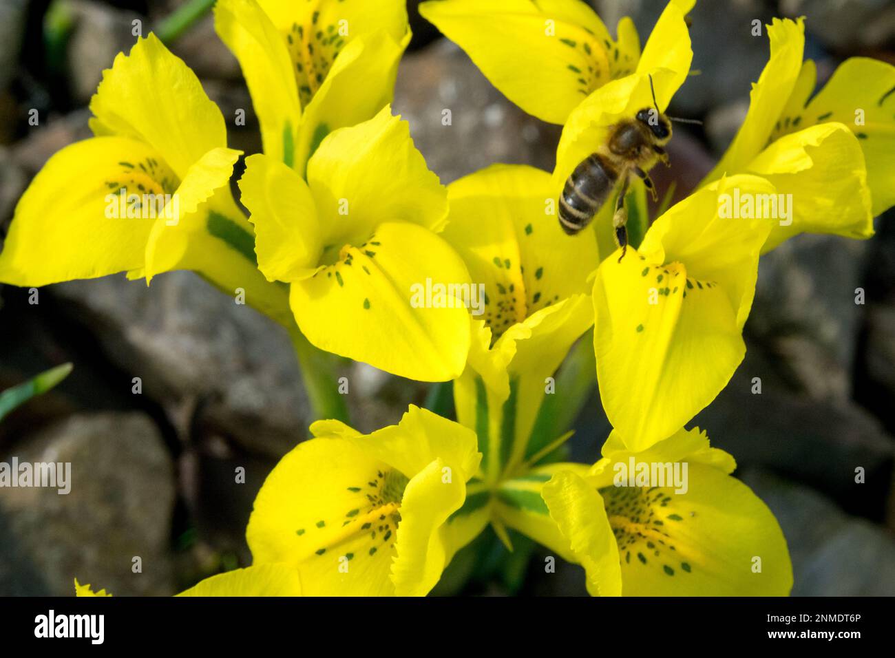 Iris Bee, Iris reticolato, Bee su fiore, Nana Iris, giallo, Irisis, Danford Iris danfordiae Foto Stock