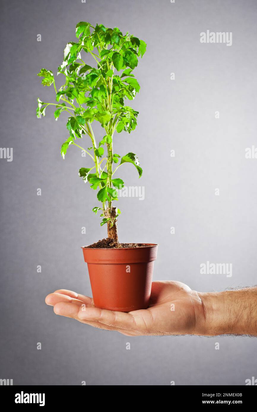 Pianta piccola in una pentola di plastica, è tenuta nella mano con significato concettuale Foto Stock