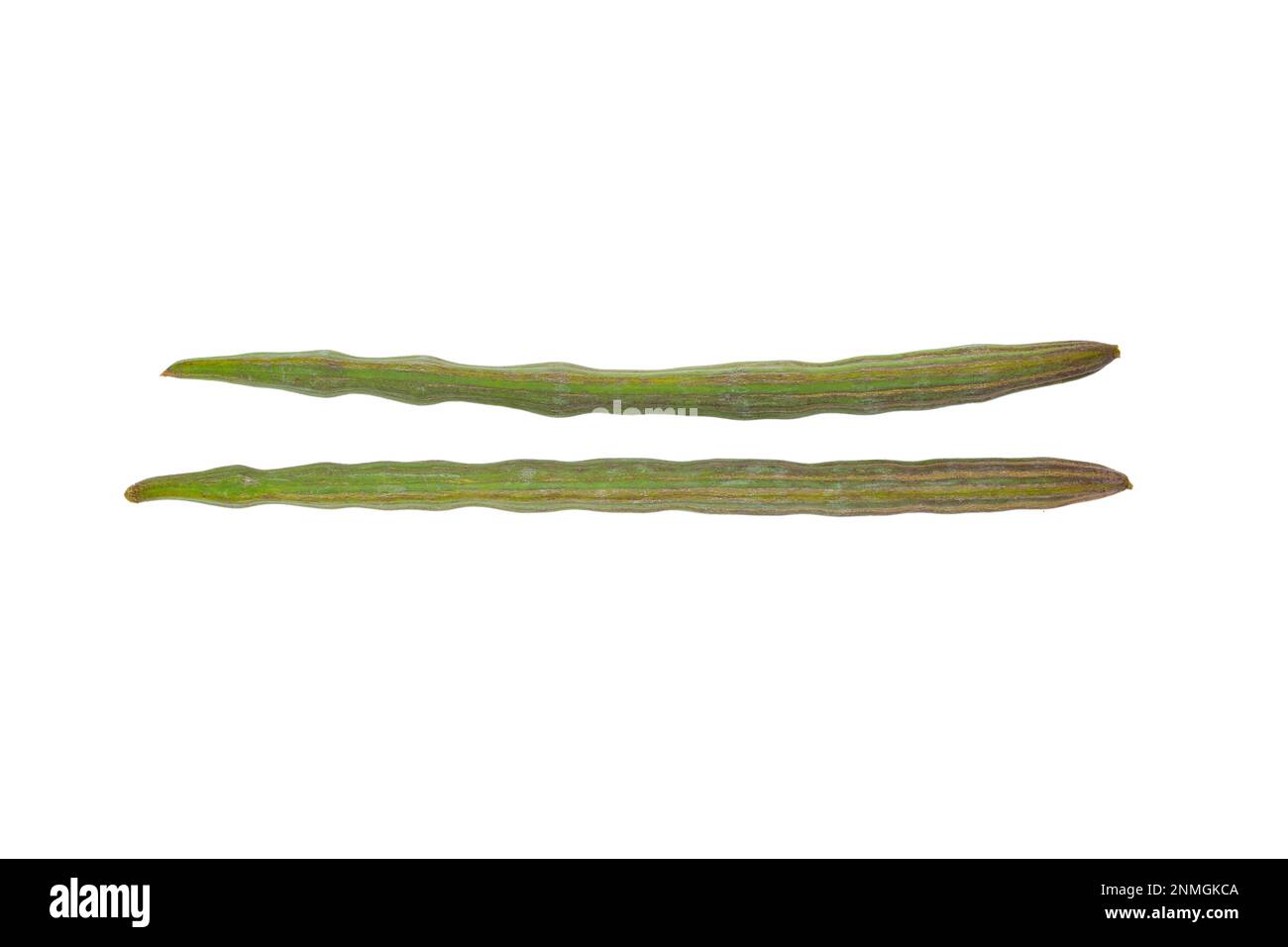 Moringa, chiamato anche albero di rafano o albero di drumstick (Moringa oleifera), piccolo albero deciduo (famiglia Moringaceae) nativo dell'Asia tropicale ma Foto Stock