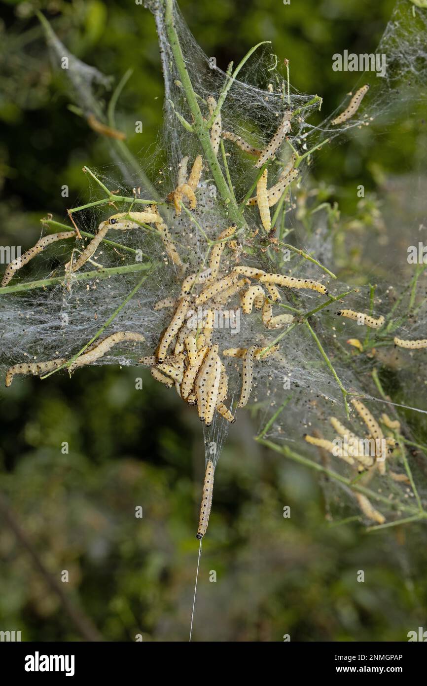 Piangendo ciliegia falciare diversi pilastri in una rete comune, avvistamenti diversi Foto Stock