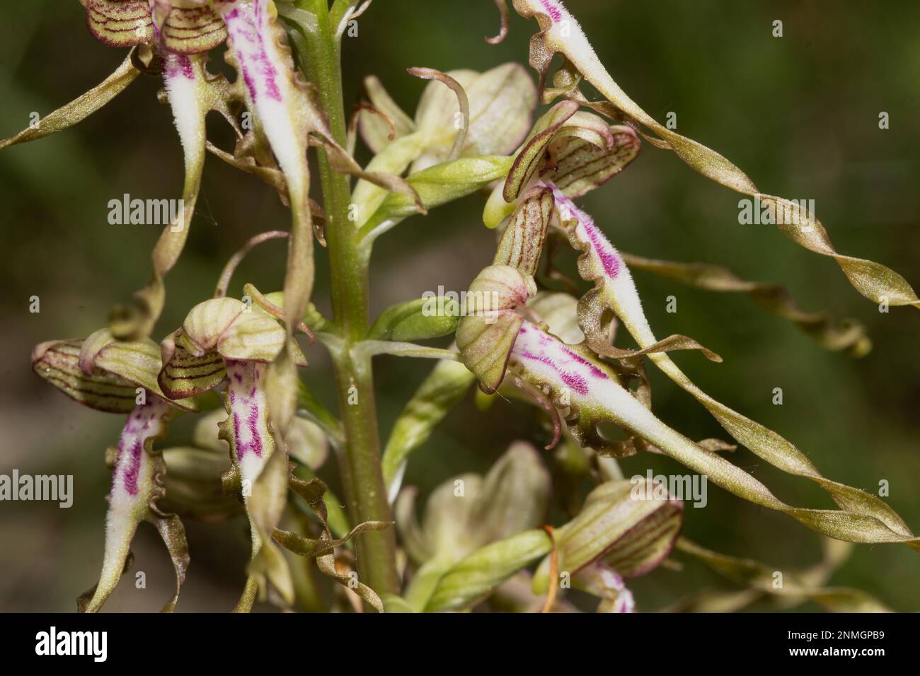 Lingua di capra alcuni fiori bianco-viola aperti Foto Stock